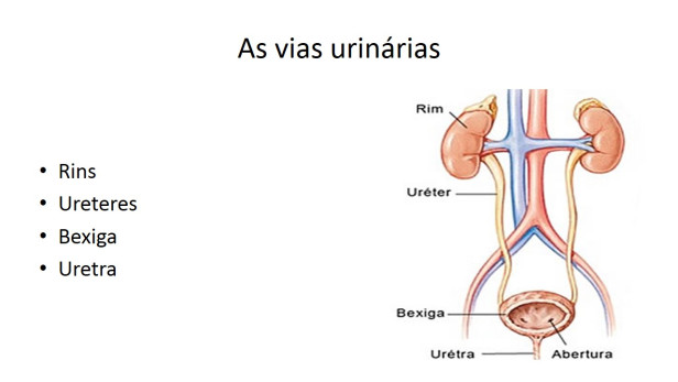 as vias urinarias